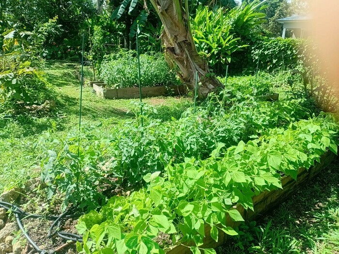 Le jardin de Christian Le jardin de Christian Les Abymes