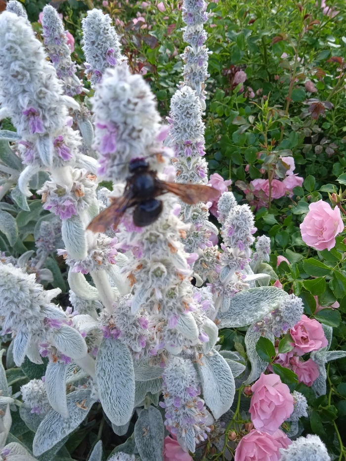 Le jardin des couleurs Le jardin des couleurs Corbelin