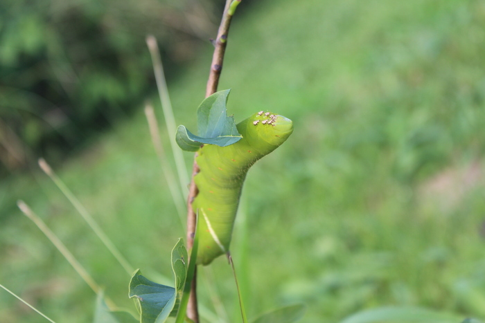 Le Jardin sous tous les regards Eco jardinier Tropical Sainte-Rose