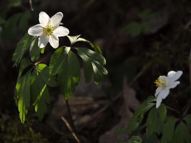 Le jardin vivant Un écosystème  Villé 2026-10-02