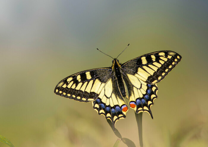 Le jour des papillons, Musée national et domaine du château de Pau, Pau