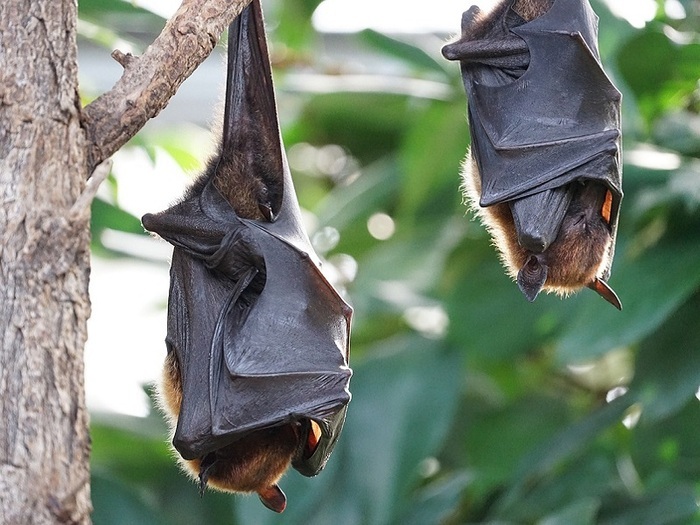 Le marais la nuit, à la découverte des chauves-souris, Paléospace – Musée de France, Villers-sur-Mer