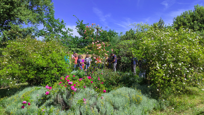 Le monde de la rose ancienne, La Roseraie de Gérenton, Bédoin