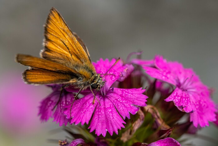 LE MONDE DES INSECTES À JULIANA, Alpine Botanical Garden Juliana, Bovec
