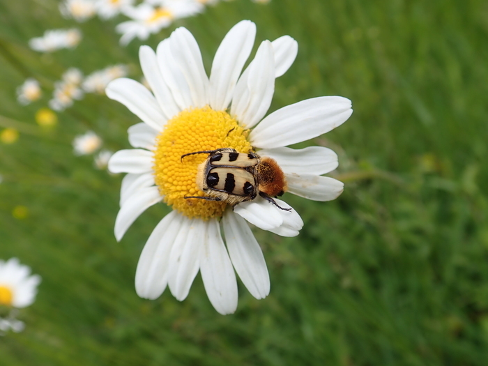 Le petit peuple de l'Herbularium Herbularium
