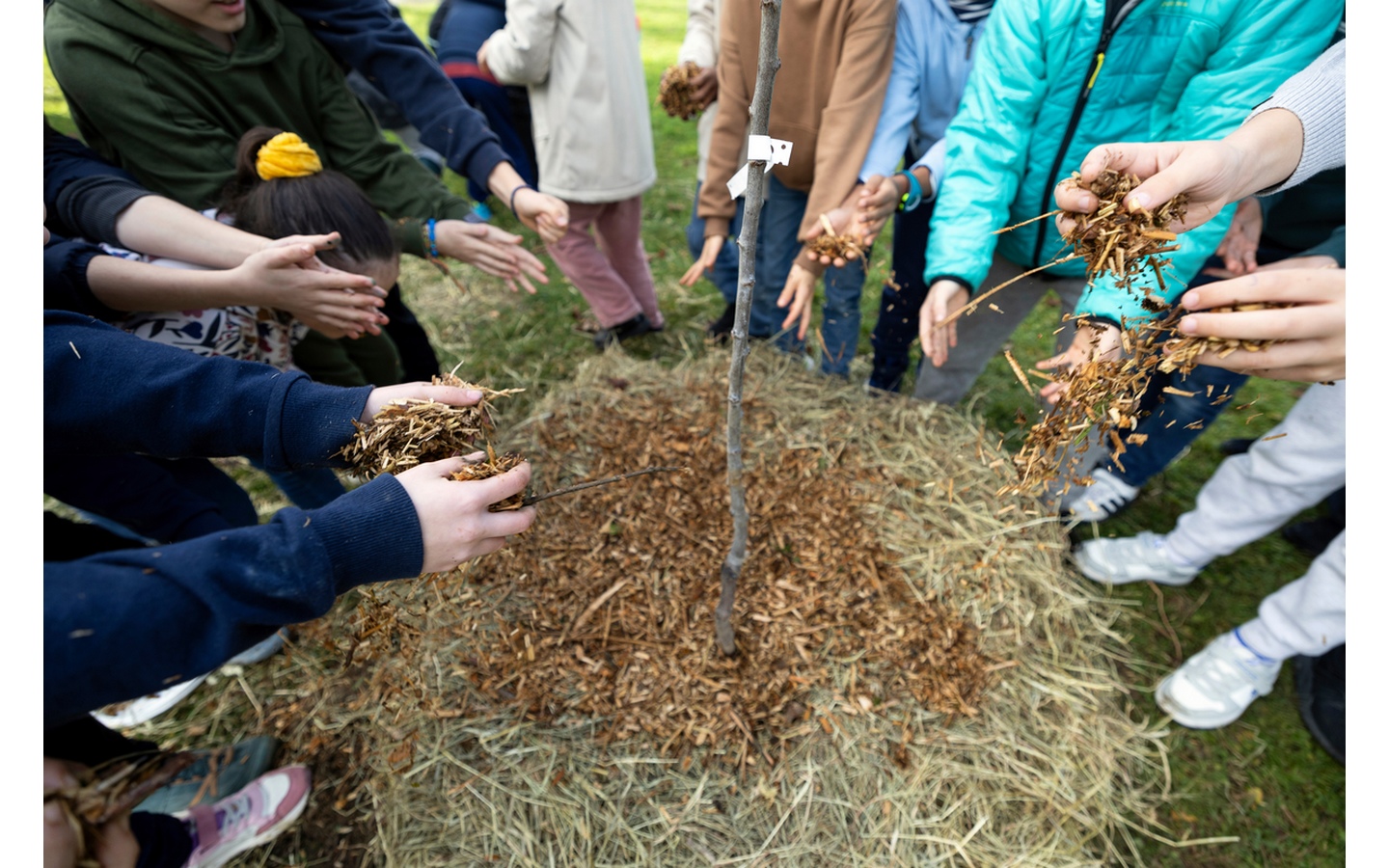 Le Plan canopée et l’arbre, un allié pour bien vivre en ville Maison de l’Habitat et du Patrimoine Pau