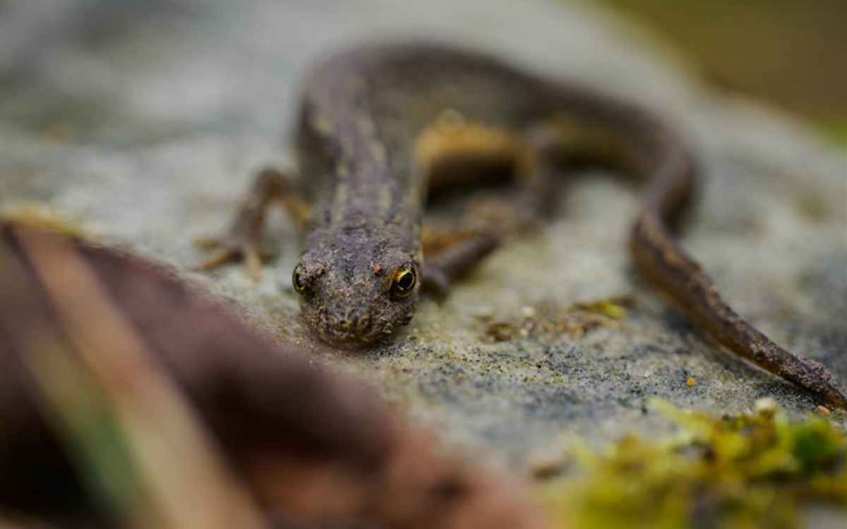 Le printemps des amphibiens Maison Paris Nature Paris