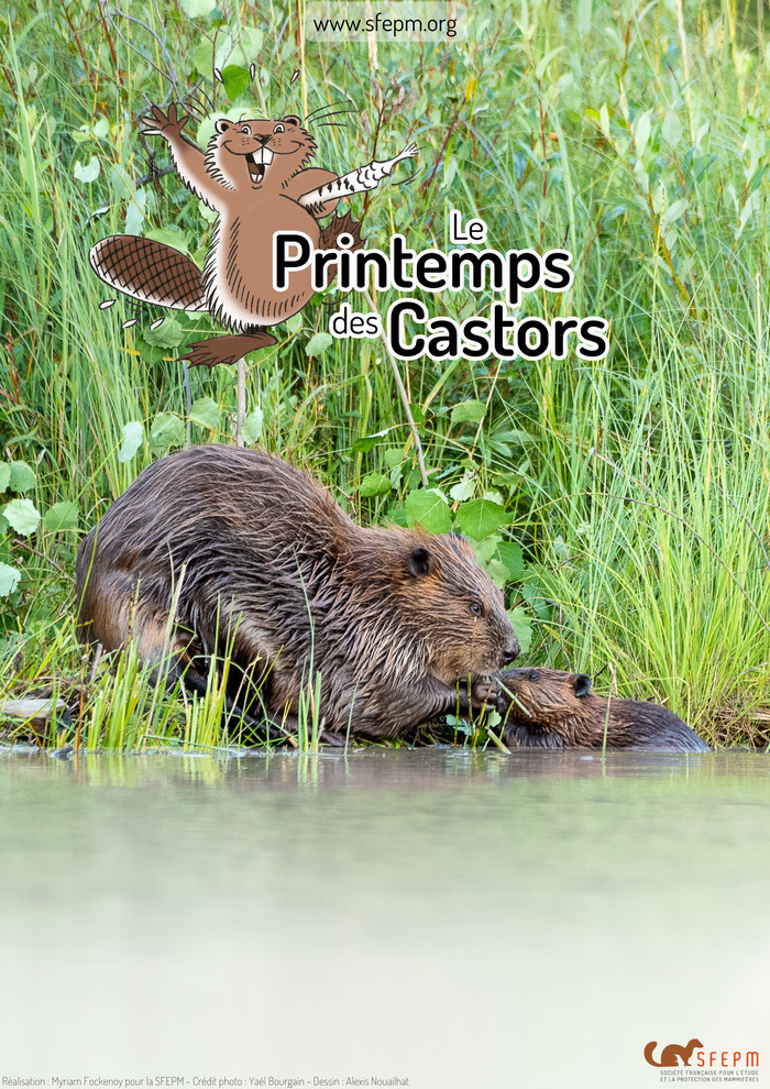 Le Printemps des Castors à l’heure dorée, Tavers, Beaugency