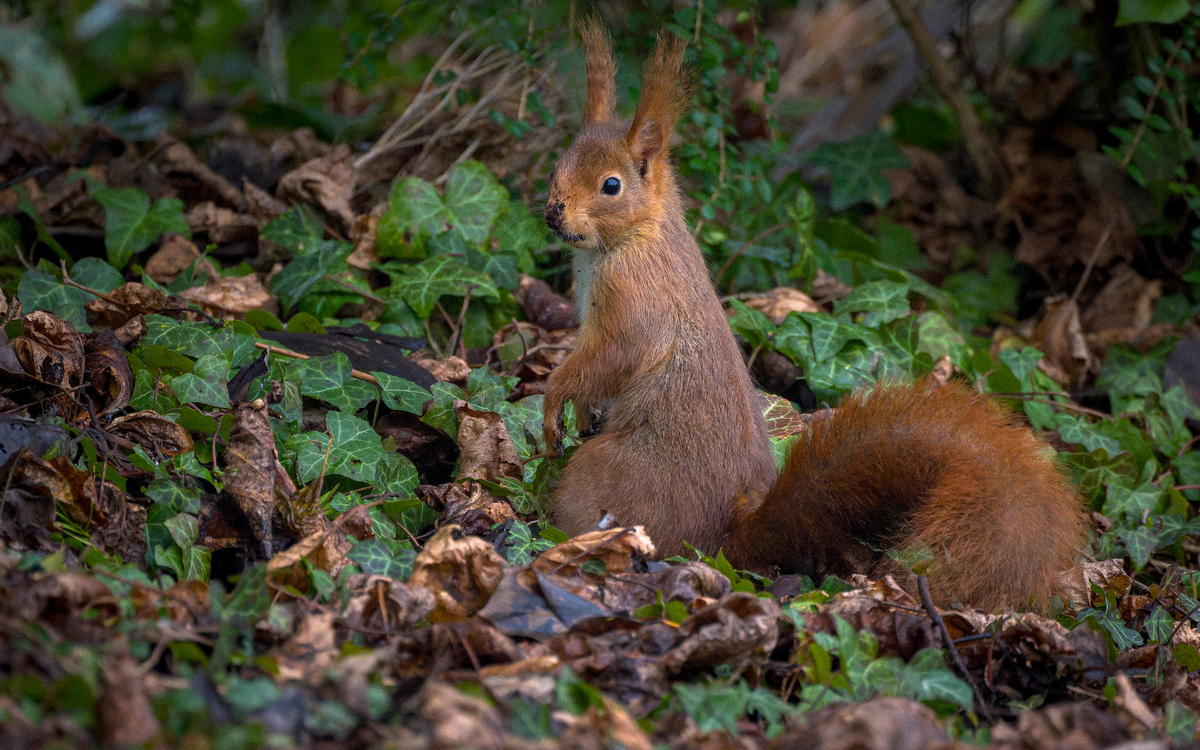 Le Printemps des cimetières au cimetière parisien de Bagneux Cimetière parisien de Bagneux Bagneux