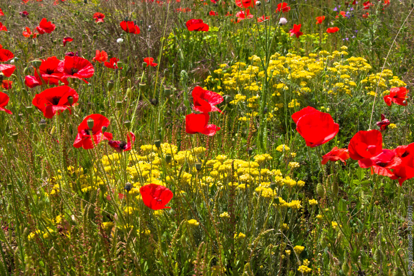 LE PRINTEMPS EN FOLIE  Gignac
