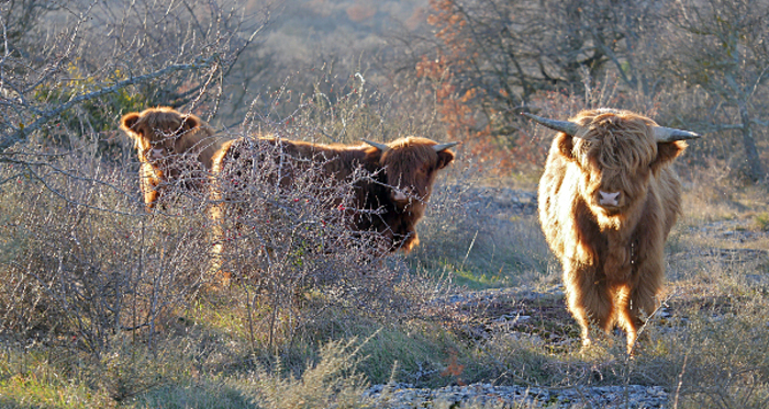 Le Rallye de la Gastronomie – GAEC Ferme du plateau des soies, GAEC Ferme du plateau des soies, Le Pouzin
