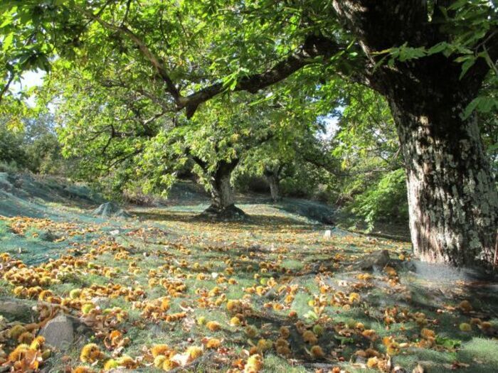 Le Rallye de la Gastronomie – Sabaton, Sabaton, ZA La Plaine, Aubenas