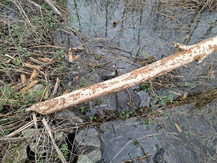 Le retour du Bièvre en Artois, Espace de Vie Sociale Joséphine Baker, Arras