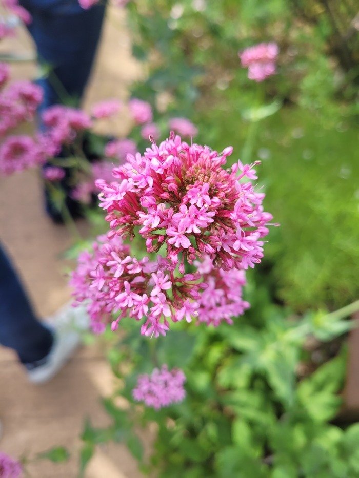 L’écho littéraire et poétique au jardin Jardin antique mediterranéen Balaruc-les-Bains