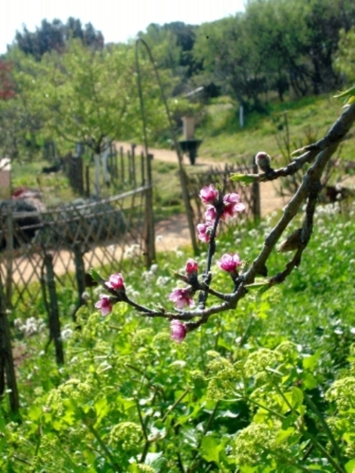 Lecture : L'écho littéraire au jardin Jardin antique mediterranéen Balaruc-les-Bains