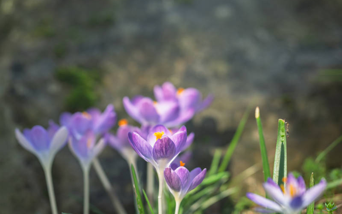 Lecture Nature : le printemps est là ! Maison Paris Nature Paris