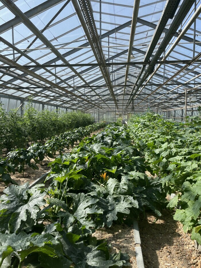 Légumes solidaires : de la graine à l&rsquo;assiette, Jardin du coeur chantier d&rsquo; insertion, Guyancourt