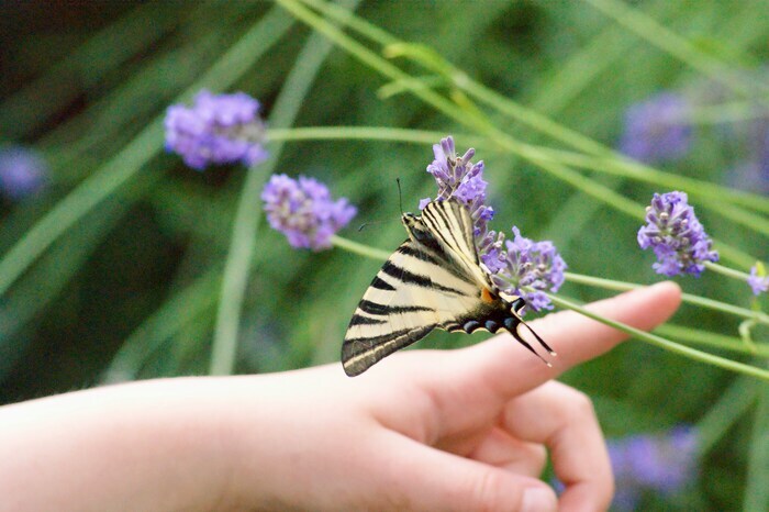 Lépi&rsquo;sortie, Les Salles-du gardon, Les Salles-du-Gardon