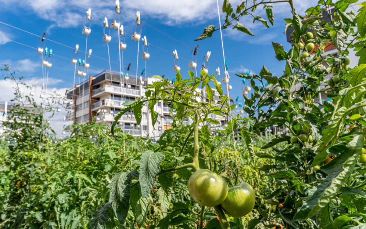 Les 48h de l&rsquo;agriculture urbaine : un festival d&rsquo;animations vertes