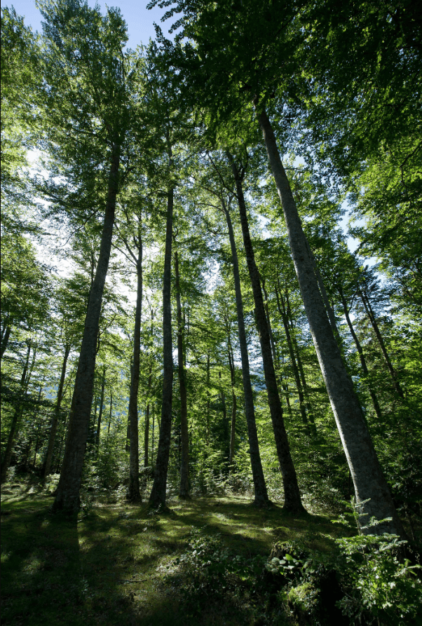 Les arbres de l'Impératrice Eugénie lorsque Histoire et botanique se rencontrent Avenue Castellane Eaux-Bonnes 2026-07-28