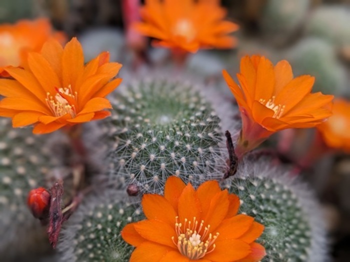 Les cactus : un régal pour les yeux Le Jardin des Piquants Sélestat