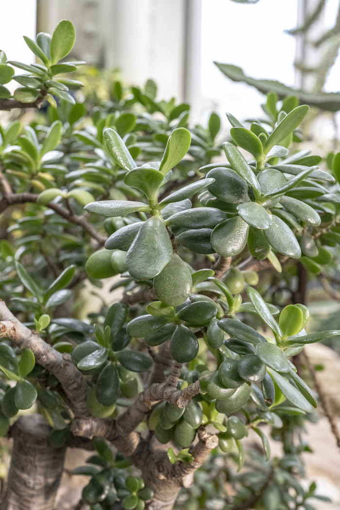 Les Crassulacées : génies de l’adaptation Jardin Botanique de Genève Chambésy