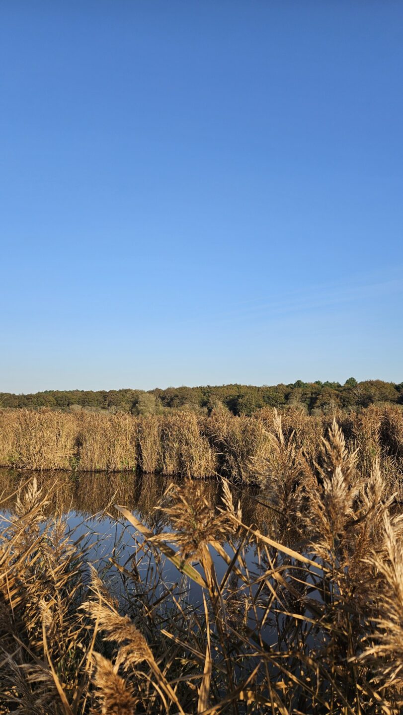 Les découvertes de Monta Découverte du marais au crépuscule 62 Avenue de l'Océan Vendays-Montalivet 2026-08-26