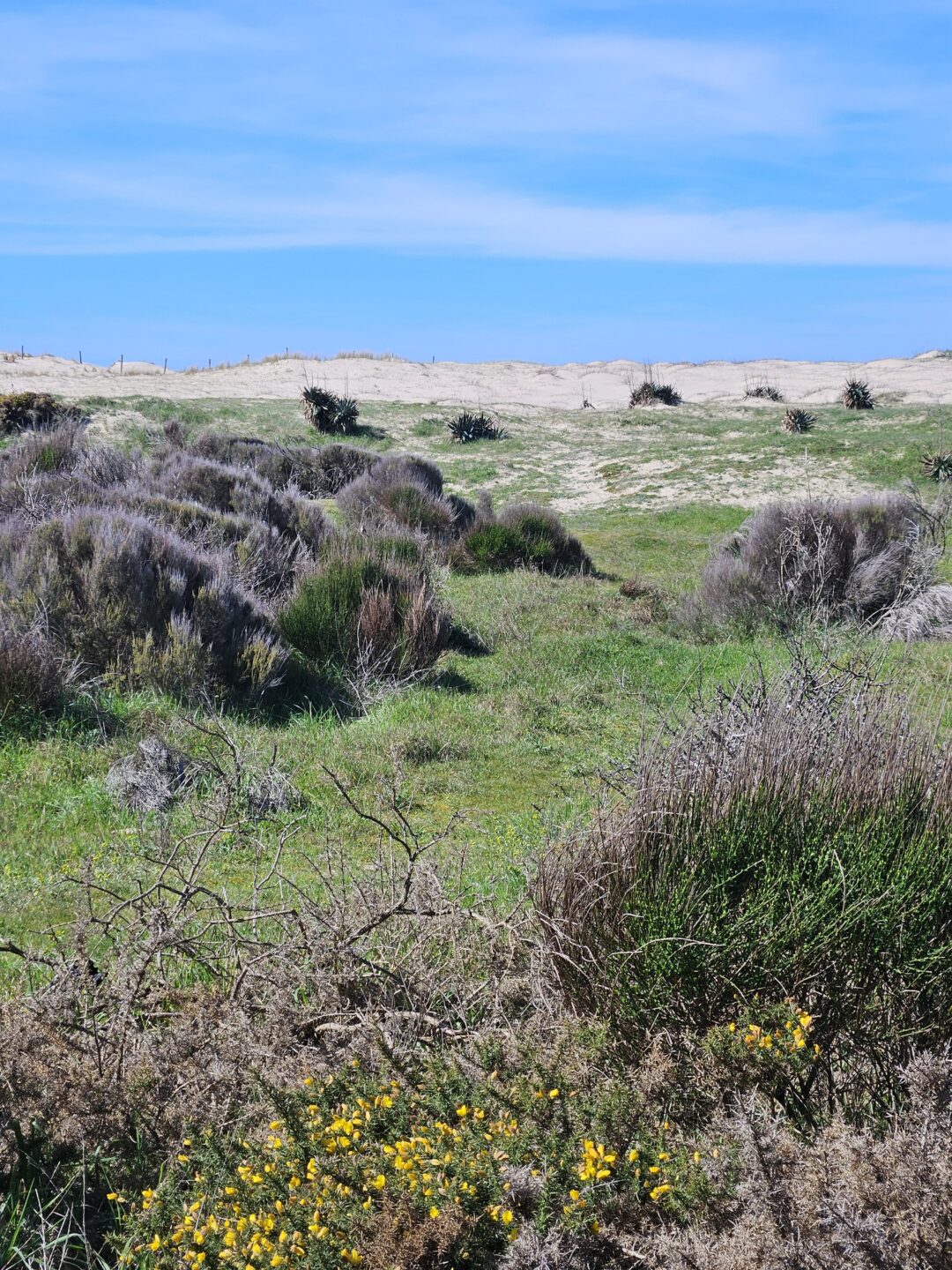 Les découvertes de Monta découverte du milieu dunaire  Vendays-Montalivet