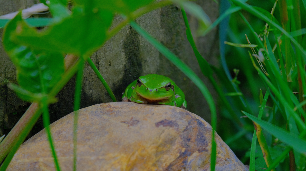 Les grenouilles et la mare, à la Cueillette de l&rsquo;Aragnon Route de Pau Montardon