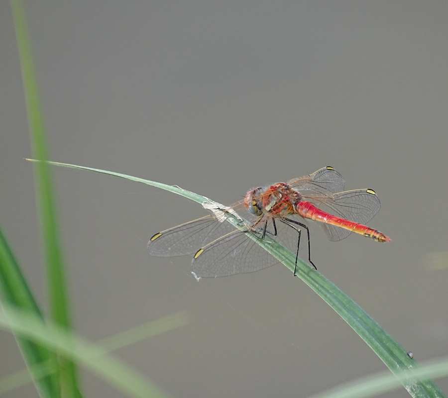 Les libellules du bocage  Bruère-Allichamps