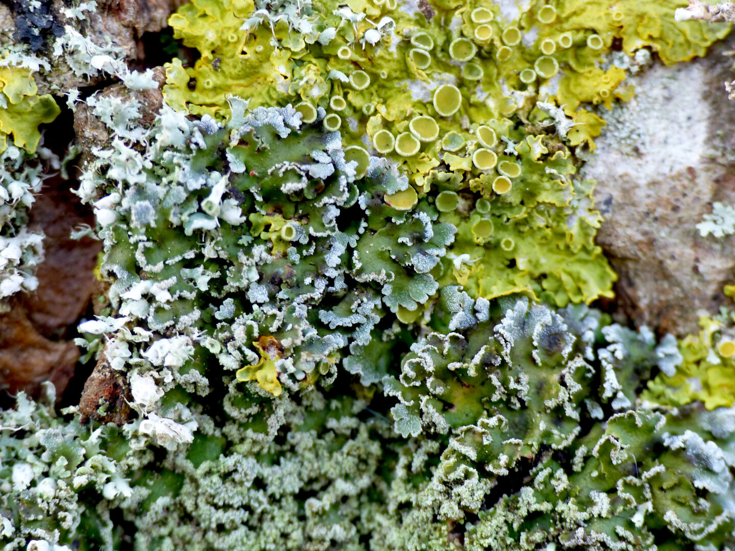 Les lichens et la santé  Saint-Georges-de-Rouelley