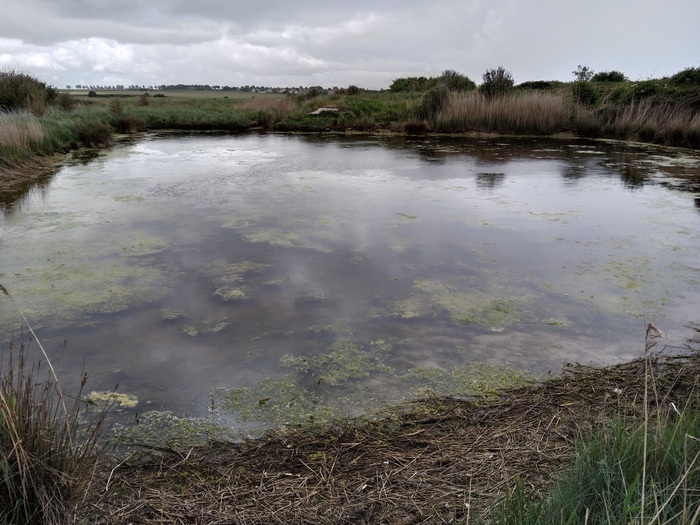 Les marais du Platon, du crépuscule à l&rsquo;obscurité, Lieu de rdv donné à la réservation, Bernières-sur-Mer