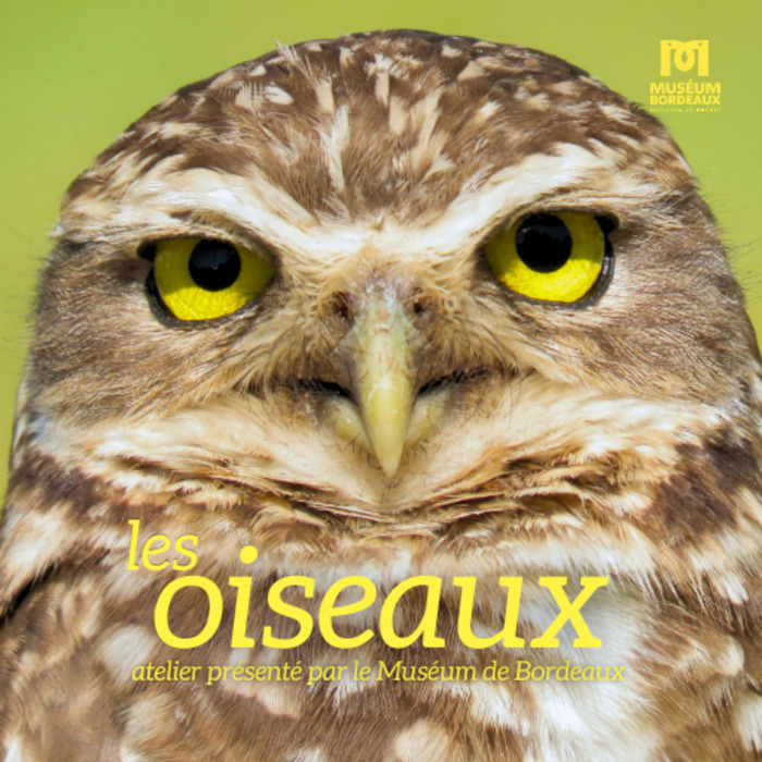 Les oiseaux Bibliothèque Jardin public Bordeaux