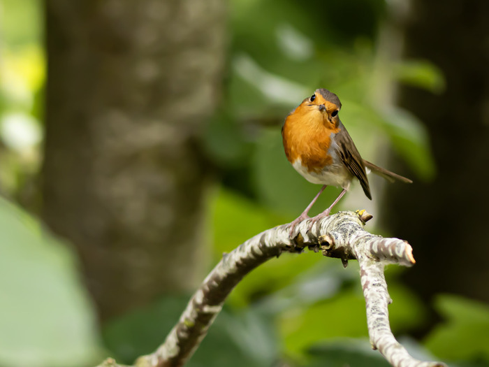Les oiseaux de nos jardins, Parc de la Citadelle, Lille