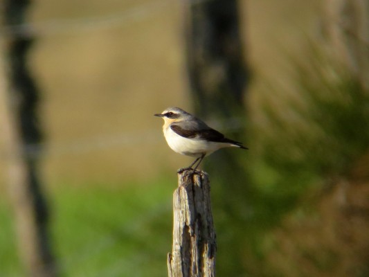 Les oiseaux des villes dans le parc et les jardins de l'Auzette Parking du pont Saint Martial Limoges 2026-05-14