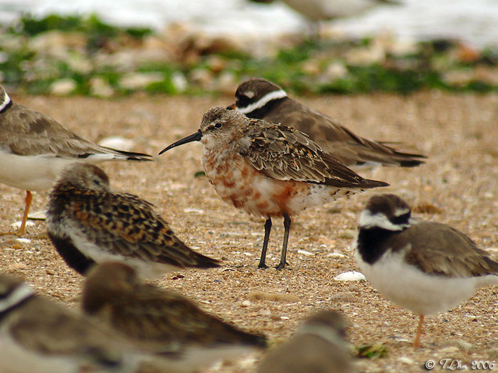 Les oiseaux du bord de mer, Parking au croisement du boulevard maritime et la rue Léopold Trébutien, Sallenelles