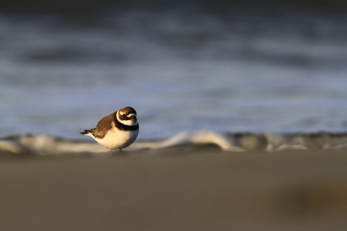 Les oiseaux du littoral, Parking de l&rsquo;église, Pennedepie