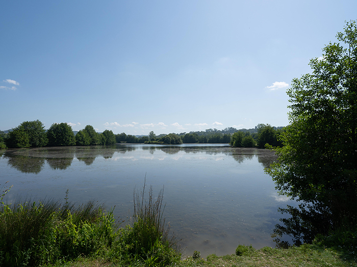 Les oiseaux du marais de Blonville-Villers Avenue Jean Moulin Villers-sur-Mer