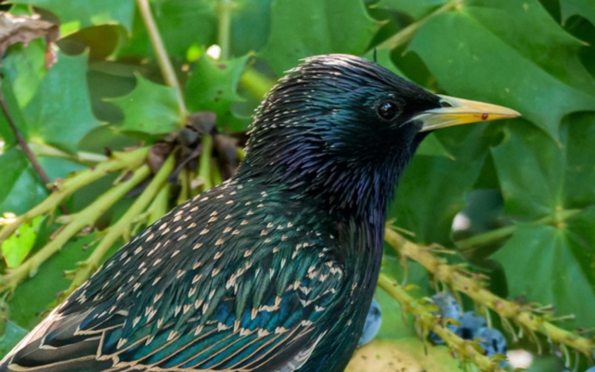Les oiseaux du Parc Floral Maison Paris Nature Paris