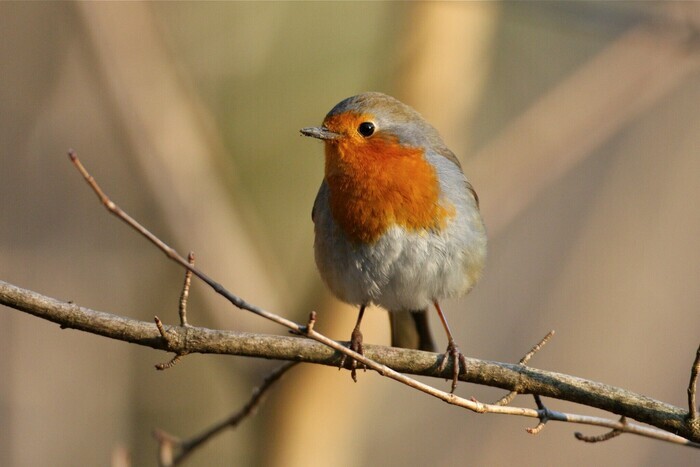 Les oiseaux du Parc Malagnou, Autre lieu, Genève
