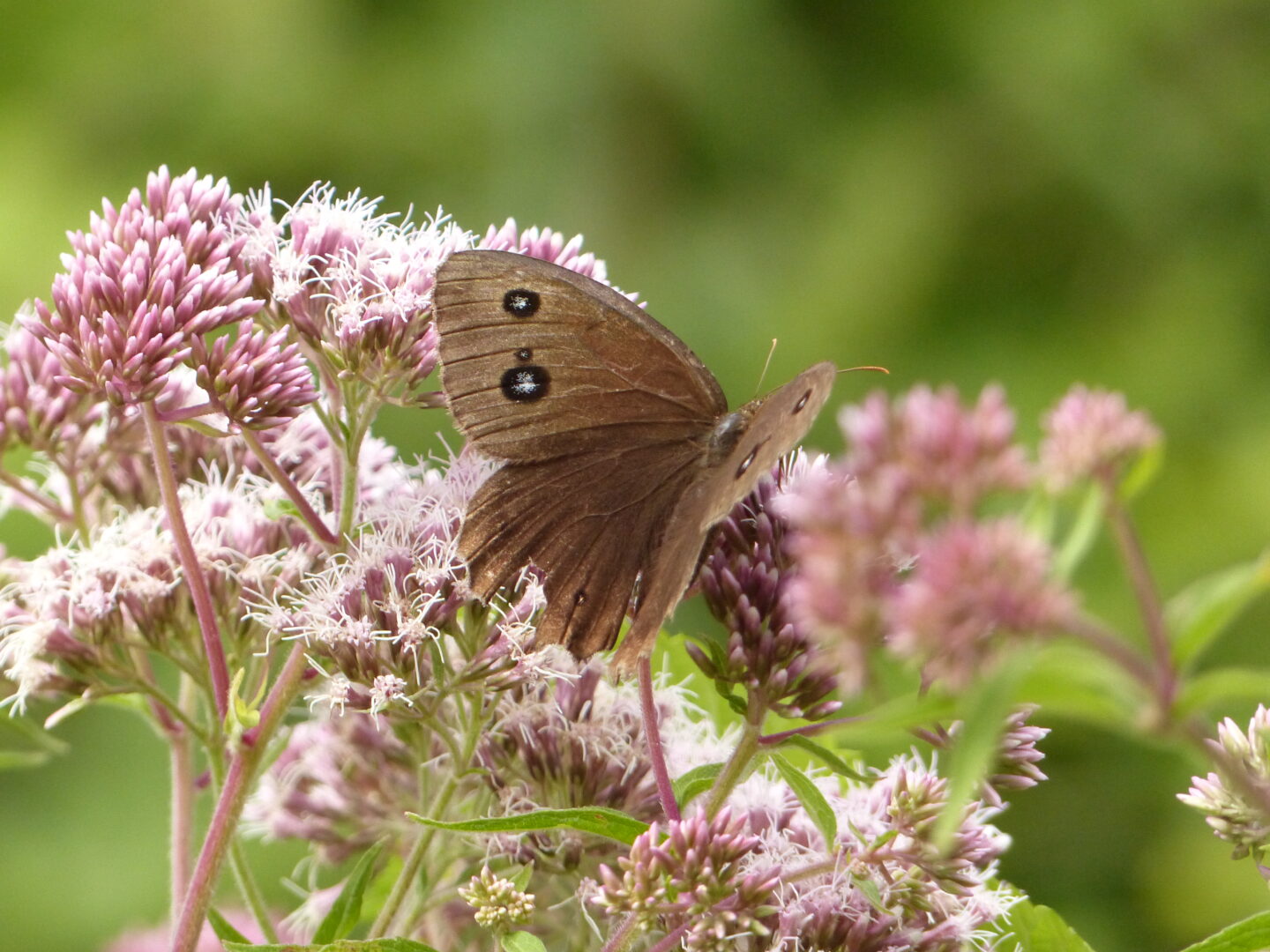 Les papillons de la réserve  La Chapelle-Saint-Ursin
