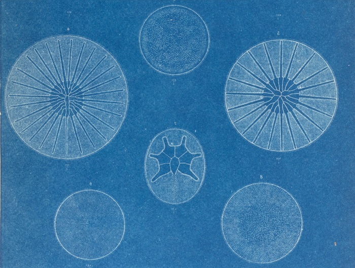 Les plantes aquatiques dans nos ouvrages, Jardin Botanique de Genève, Chambésy