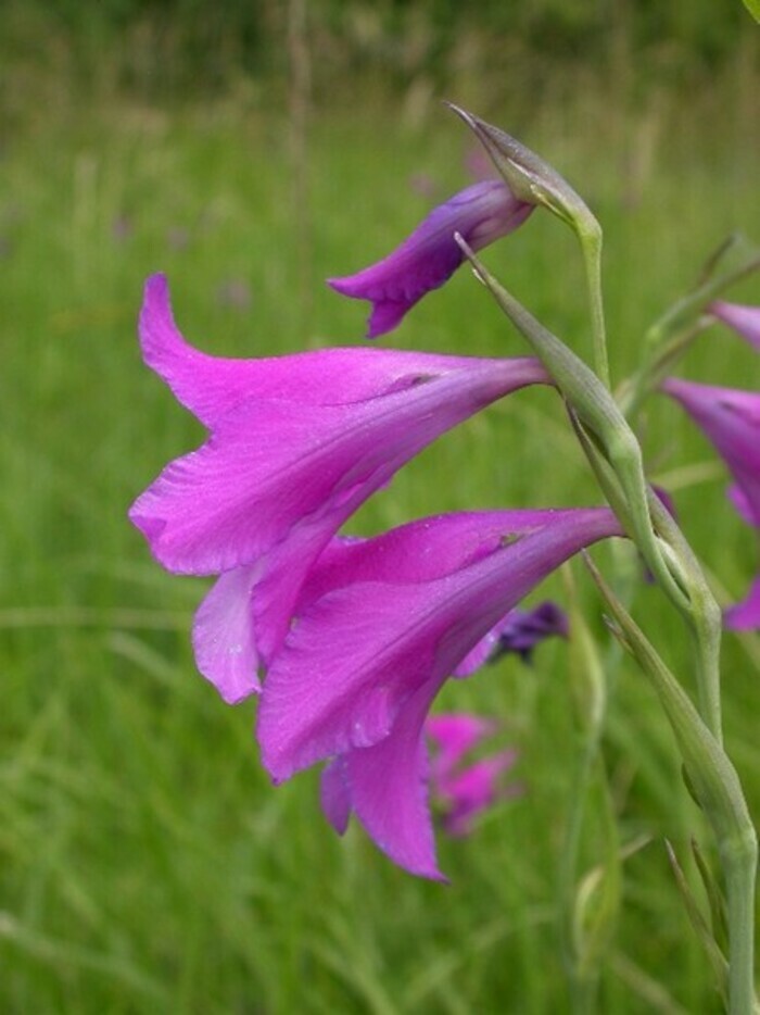 Les plantes menacées du canton de Genève: découvrez leur massif au jardin des rocailles, Jardin Botanique de Genève, Chambésy