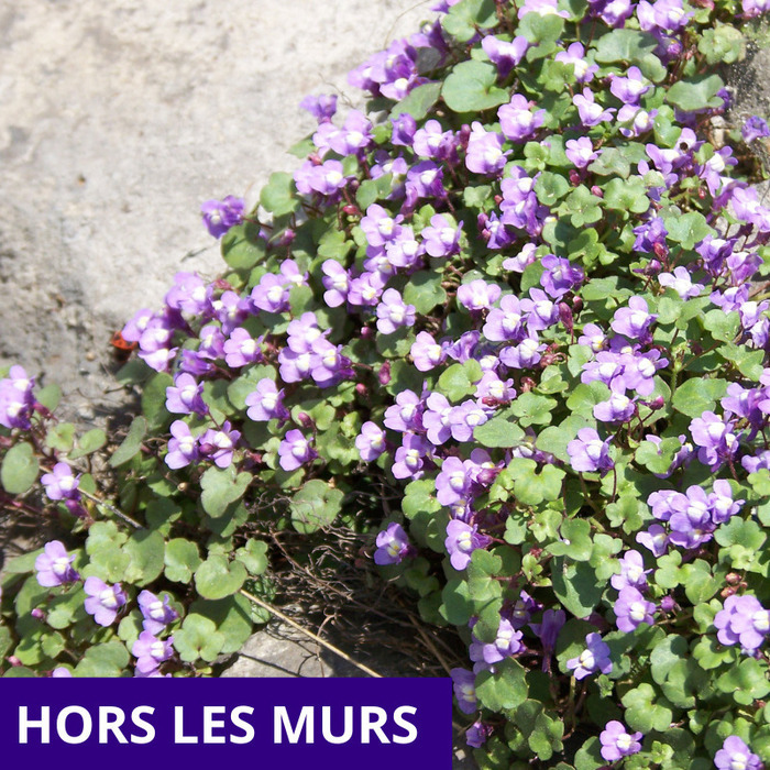 Les plantes sauvages en ville et leurs usages Médiathèque – Le Grand Logis Bruz