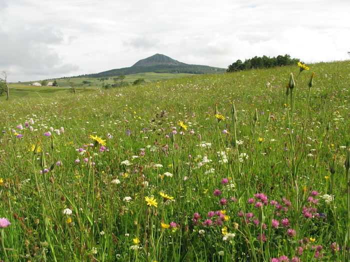 Les prairies naturelles de l’AOP Fin Gras du Mézenc : des plantes sauvages au service d’un élevage durable (43), Ferme du Mézenc, Les Estables