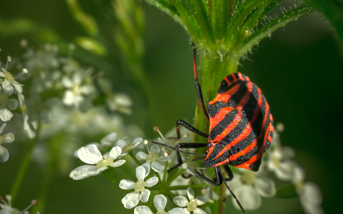 Les relations entre les plantes et les insectes Maison Paris Nature Paris