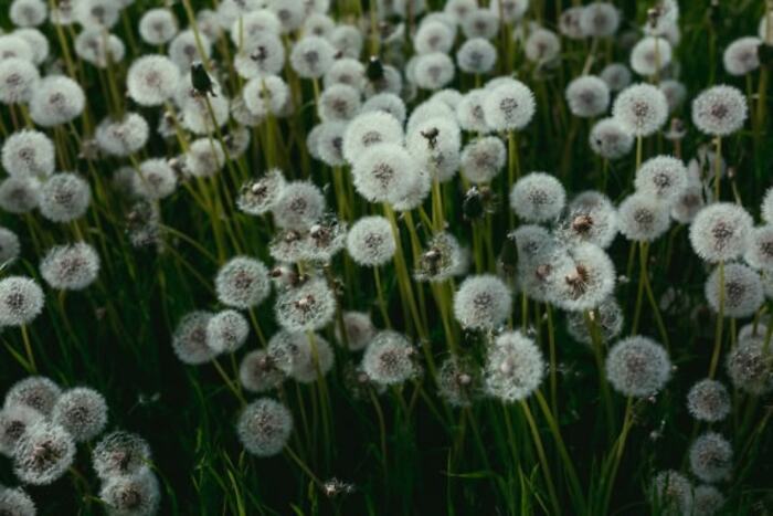 Les Rendez-vous aux Jardins… au cinéma !, Faisanderie de Sénart, Étiolles