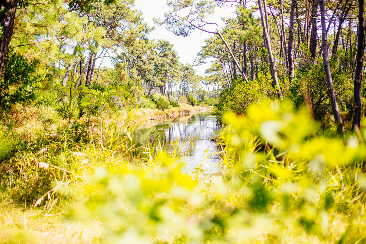 Les Réservoirs de Piraillan Espace naturel Lège-Cap-Ferret Gironde