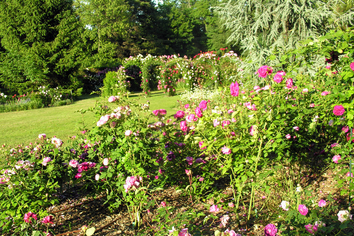 Les roses de Margot, Jardin de l&rsquo;Hermitage,  Chemin de Lorette en face du n°37 69230 Saint-Genis-Laval, Saint-Genis-Laval