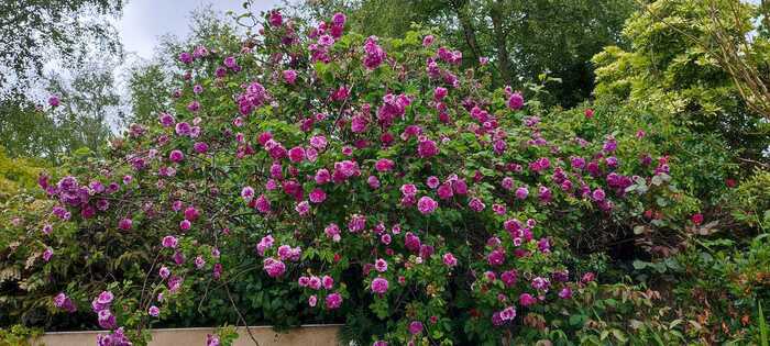 Les roses du jardin de danyland Le Jardin de Danyland Plougonven
